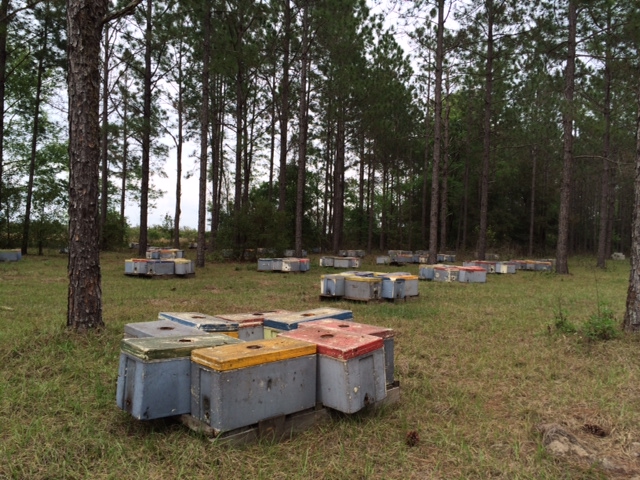 The nucs in the middle spots are pulled out several inches to help the queen find the right home.