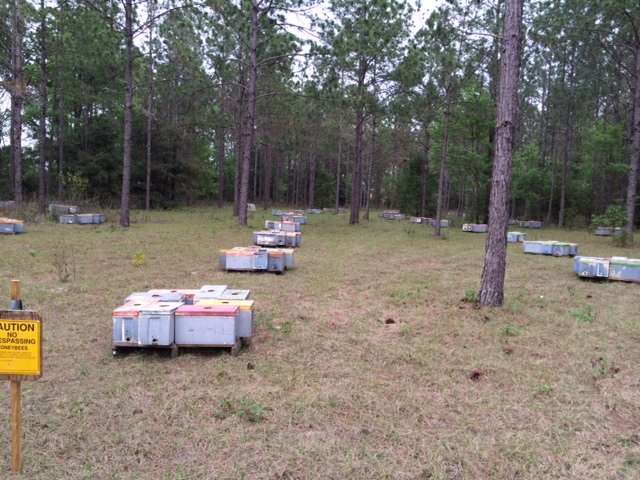 When spring honey flow is good we have quite a few nucleus in each mating yard.