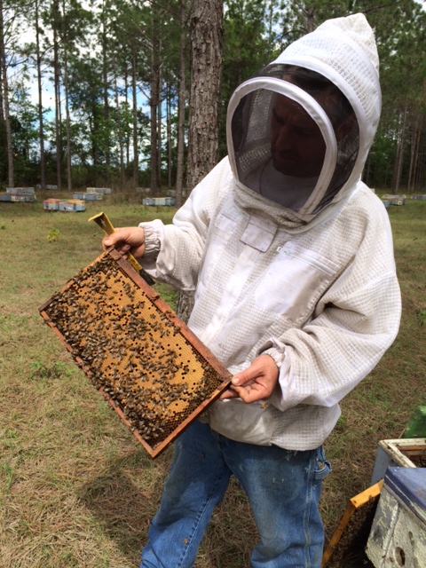 Checking them at 30 days old to make sure our queen has taken.