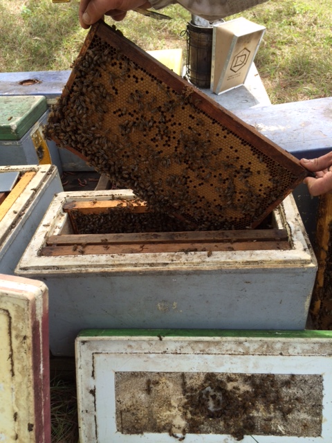 What a wonderful sight.  Large healthy frames of brood!