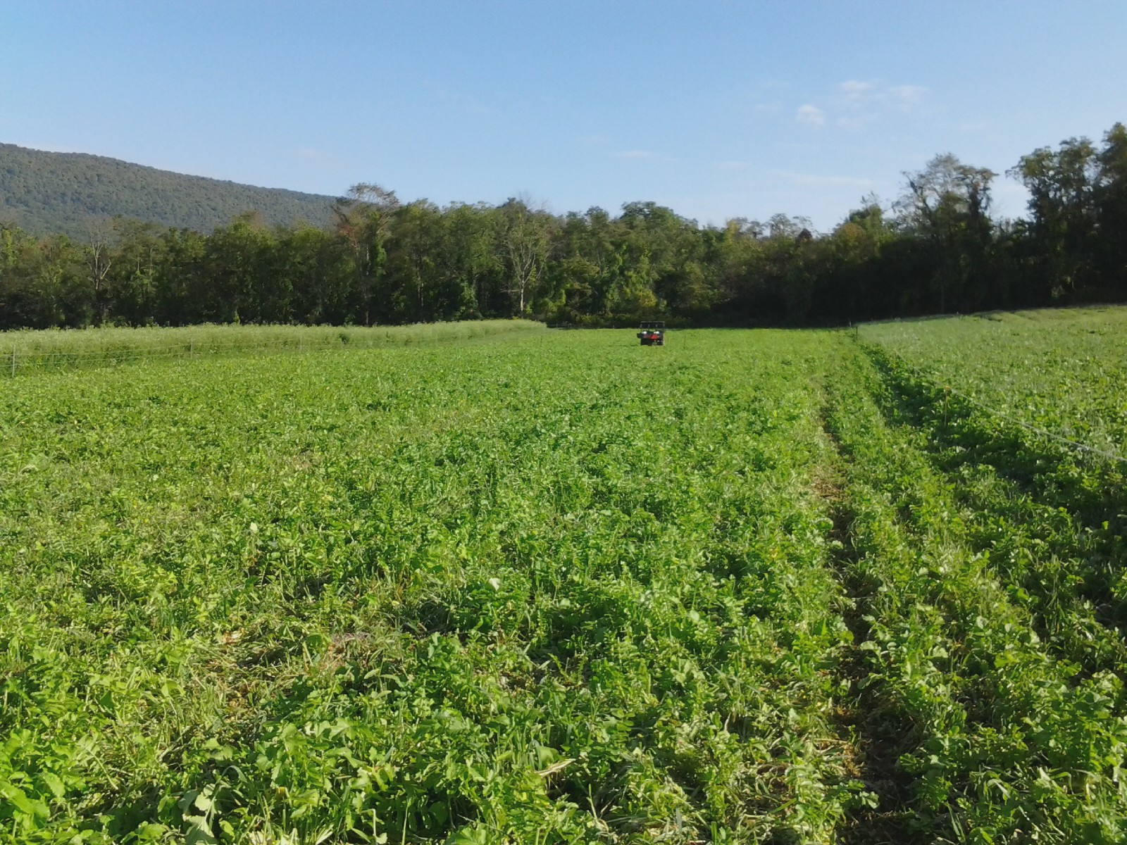 Grazing cover crops - Cattle