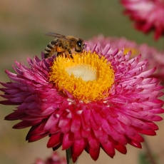 Bee In Flower