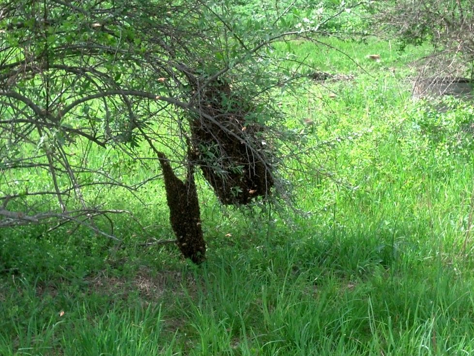 Swarming is always an issue in the early spring.