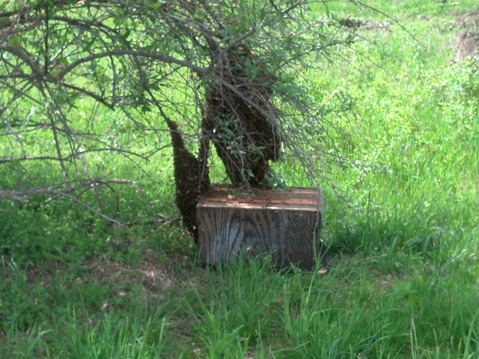 Attempting to catch the swarm.