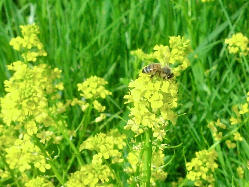 Mustard in bloom.