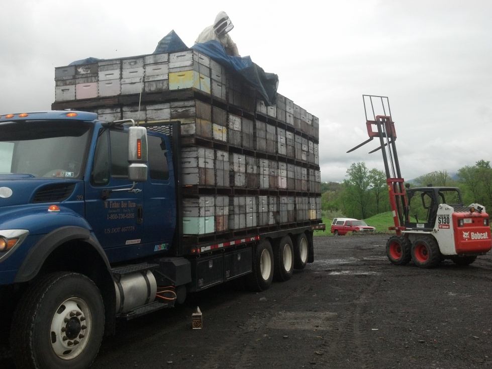 Loading bees out to pollination.