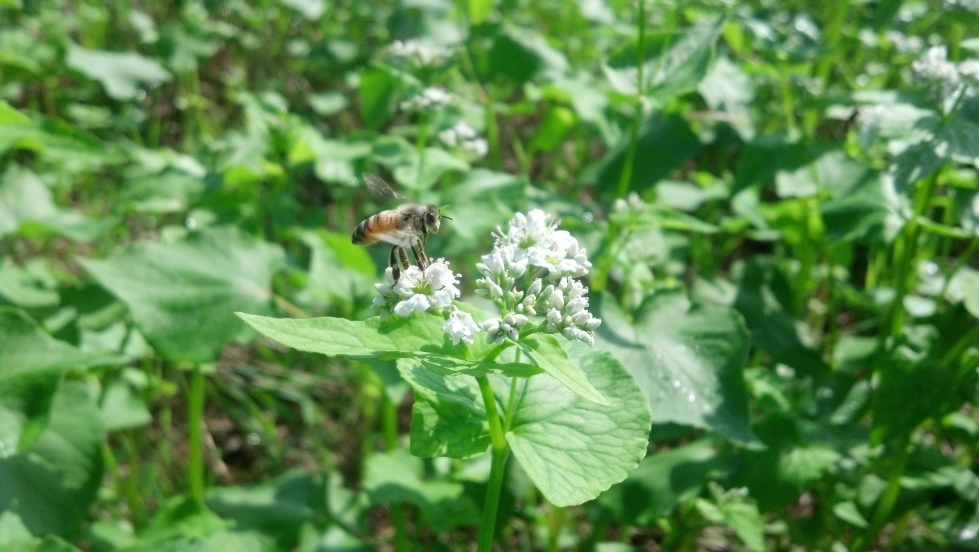 The buckwheat field is a-buzz with activity each morning.