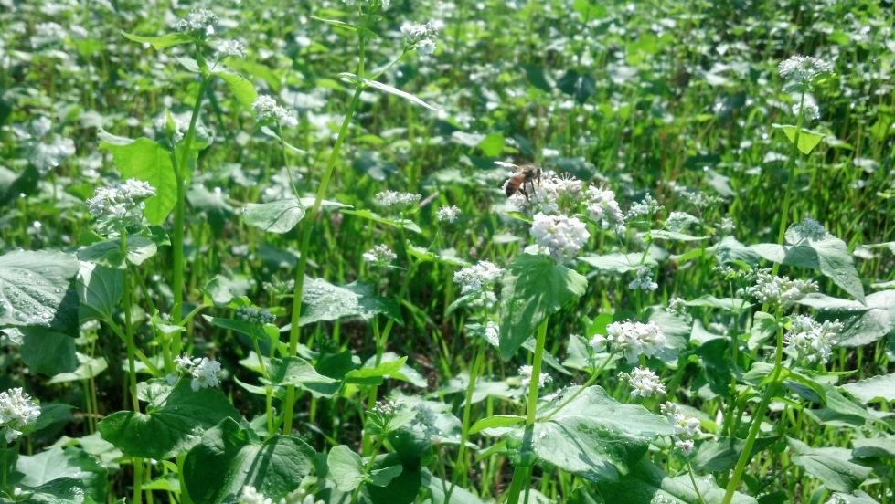 Bees working buckwheat that we planted.