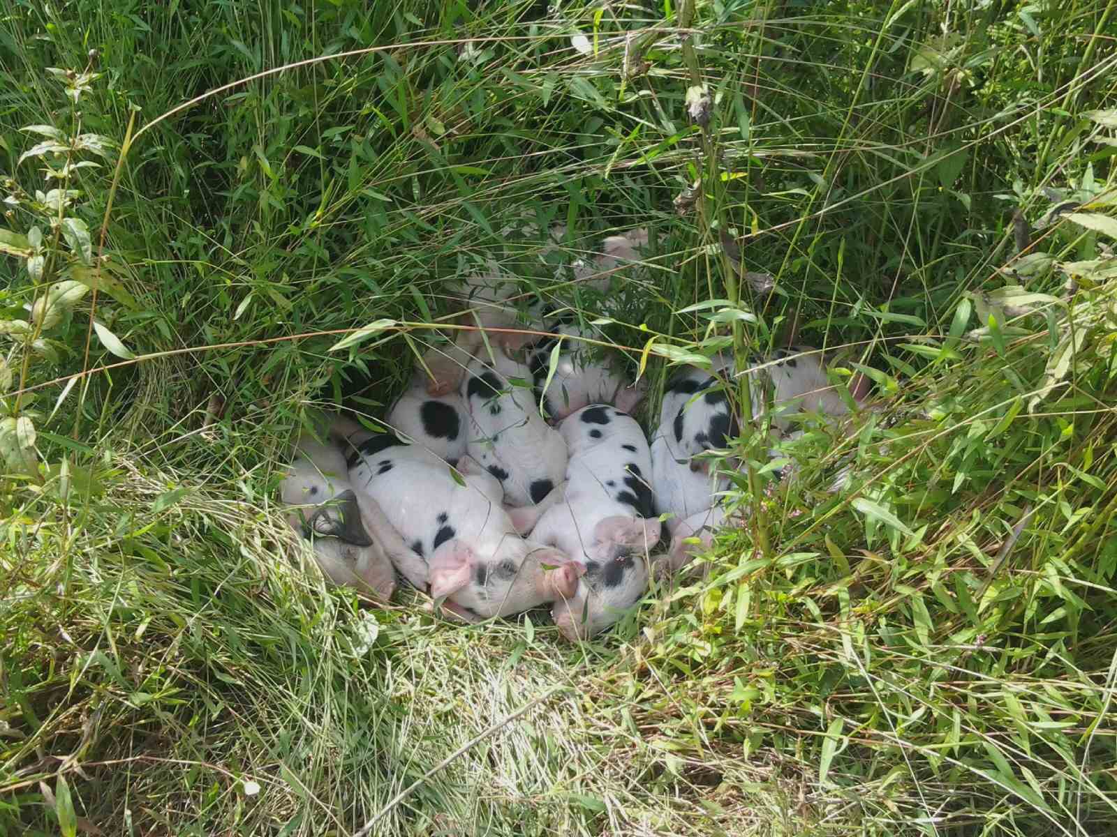 Farrowing outside in the pasture is very common Farrowing outside in the pasture is very common