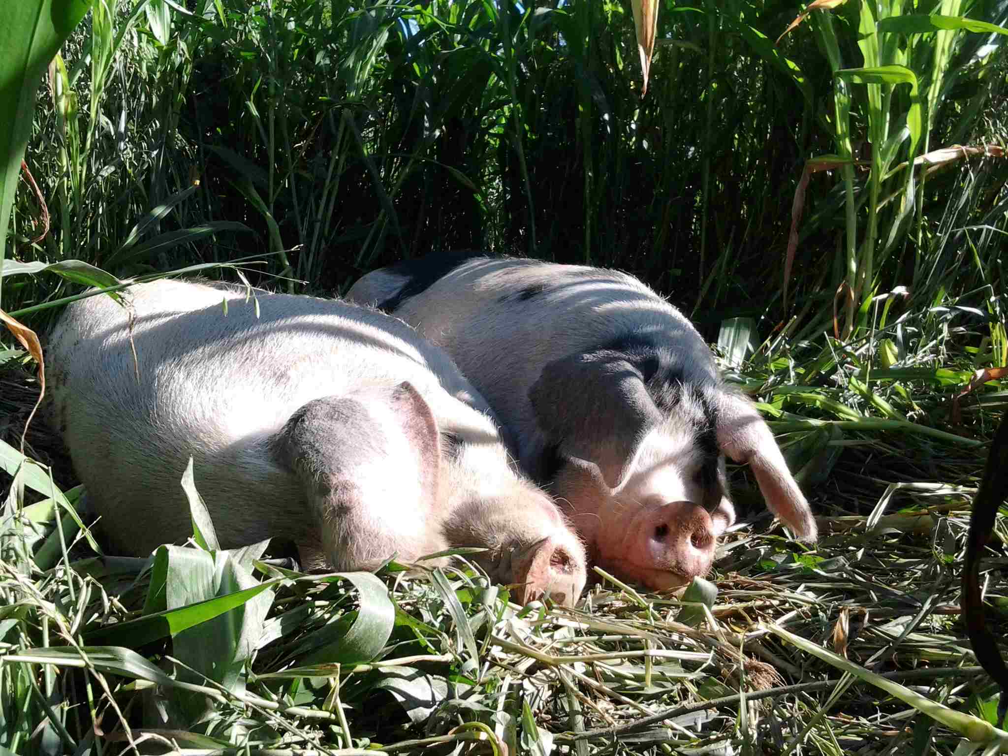 Happy Healthy Pigs