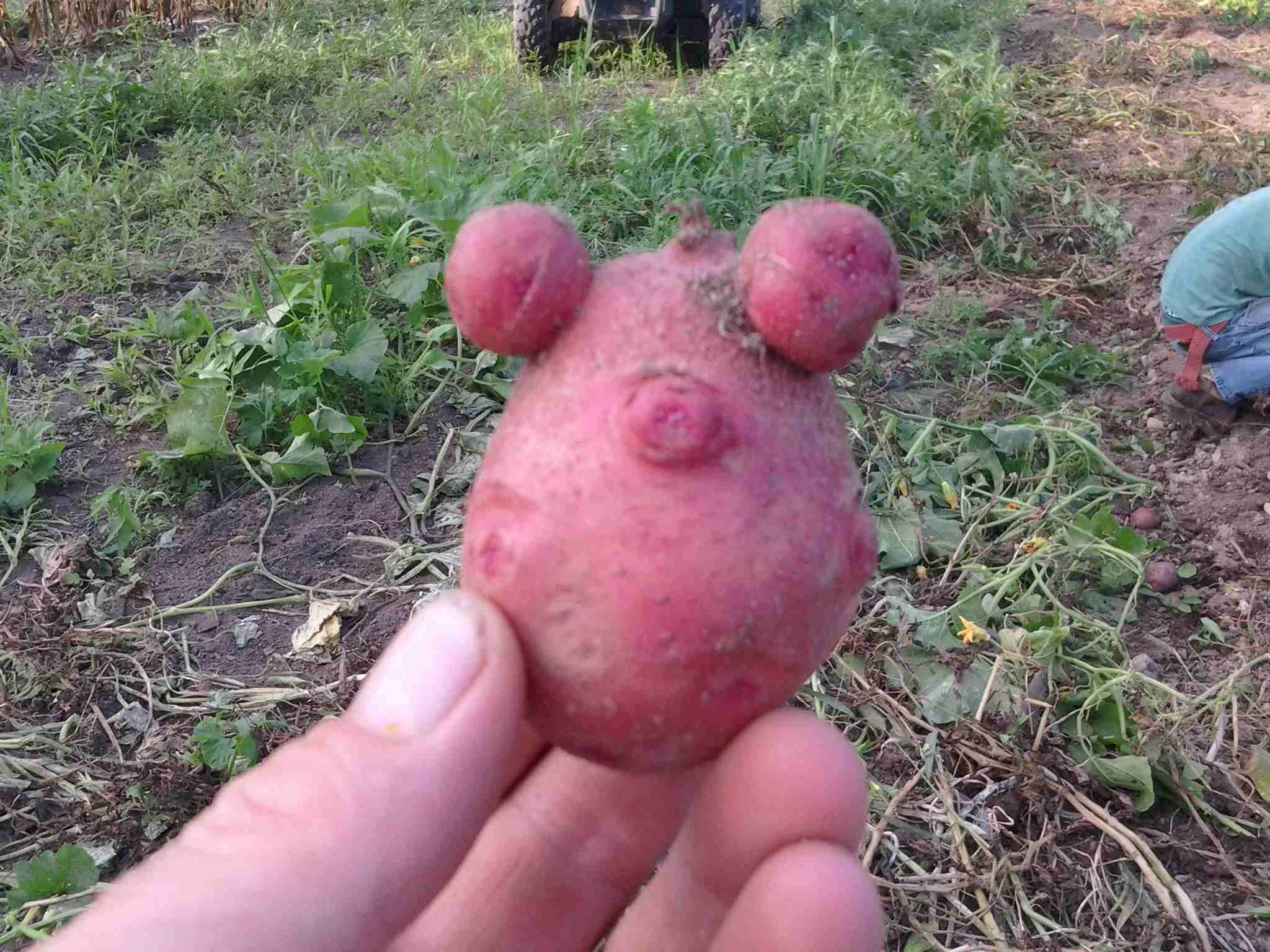 Even our garden grows pigs