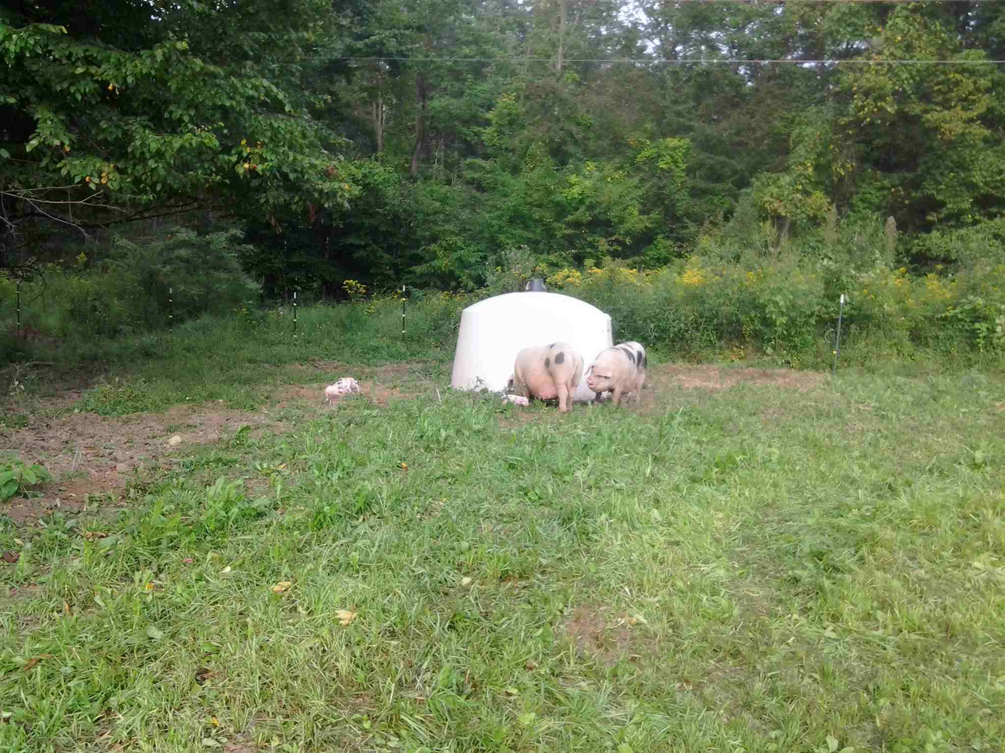 Huts in the field for the sows, if they want them. Huts in the field for the sows, if they want them.