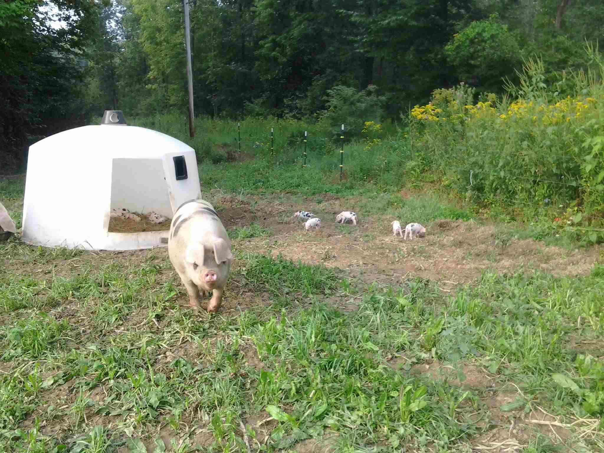 Blue group sow, Bandit, with a great litter