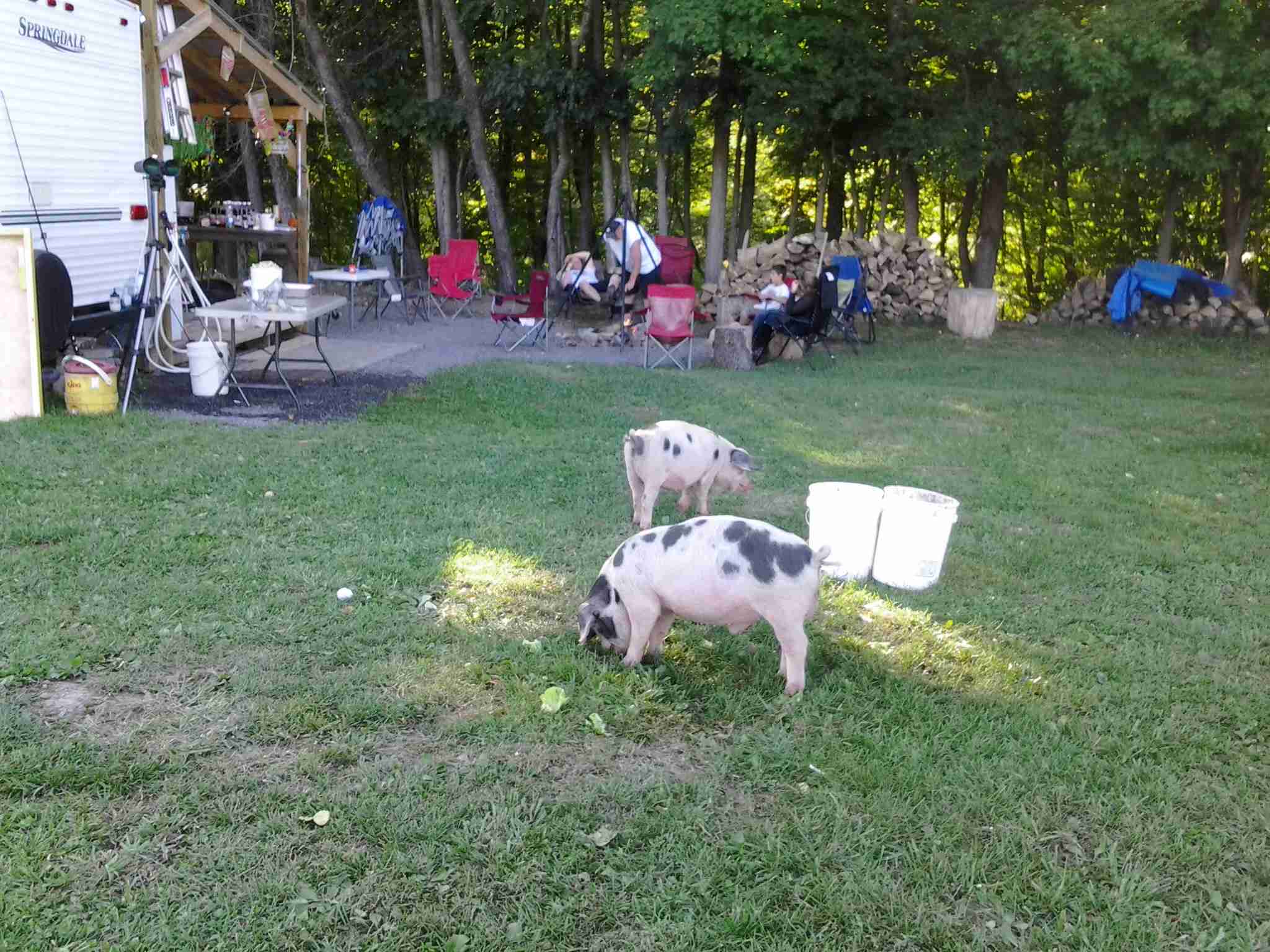 Visiting the camp site looking for attention and goodies Visiting the camp site looking for attention and goodies
