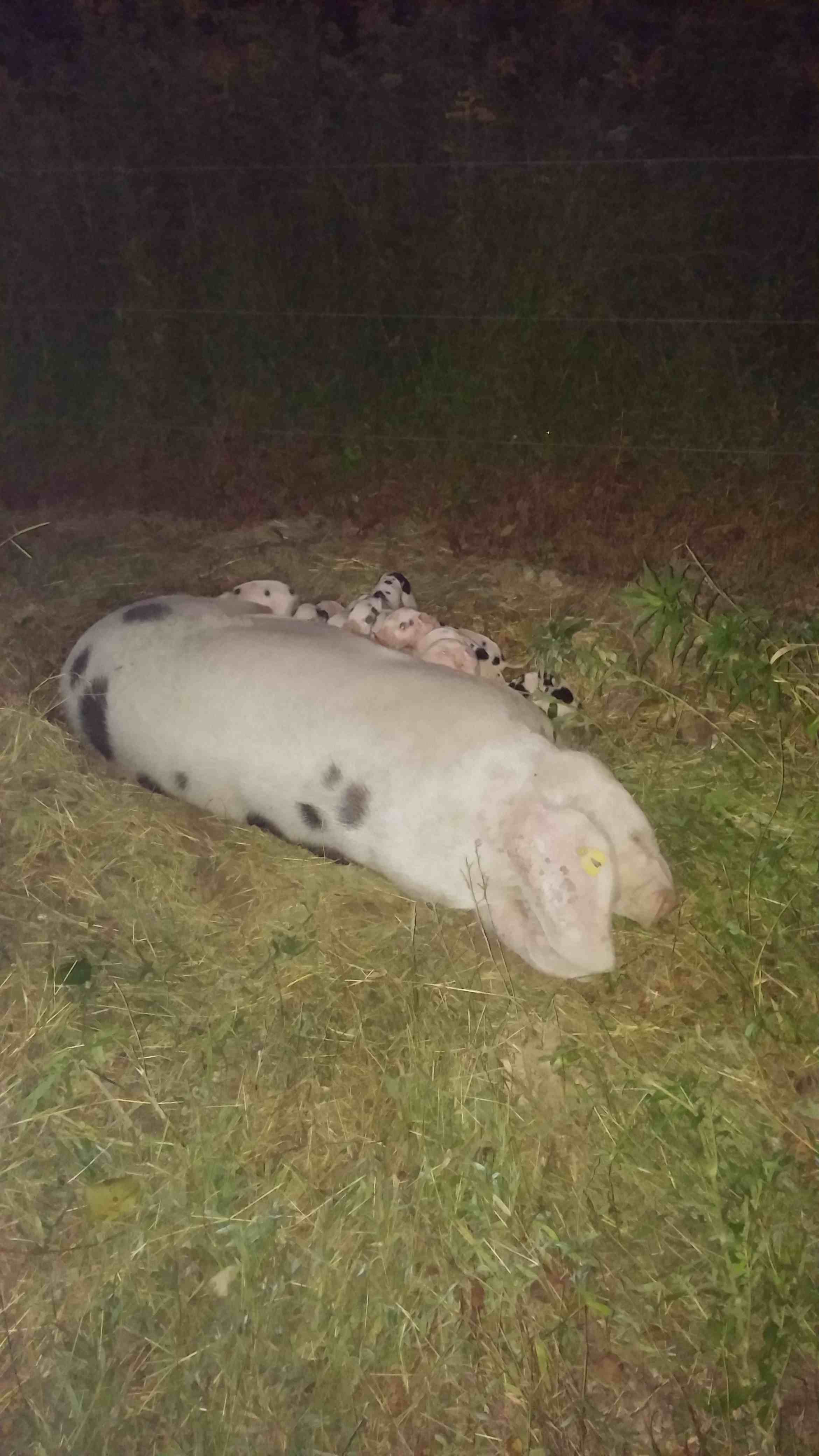 Outside farrowing, even when there is a hut available Outside farrowing, even when there is a hut available