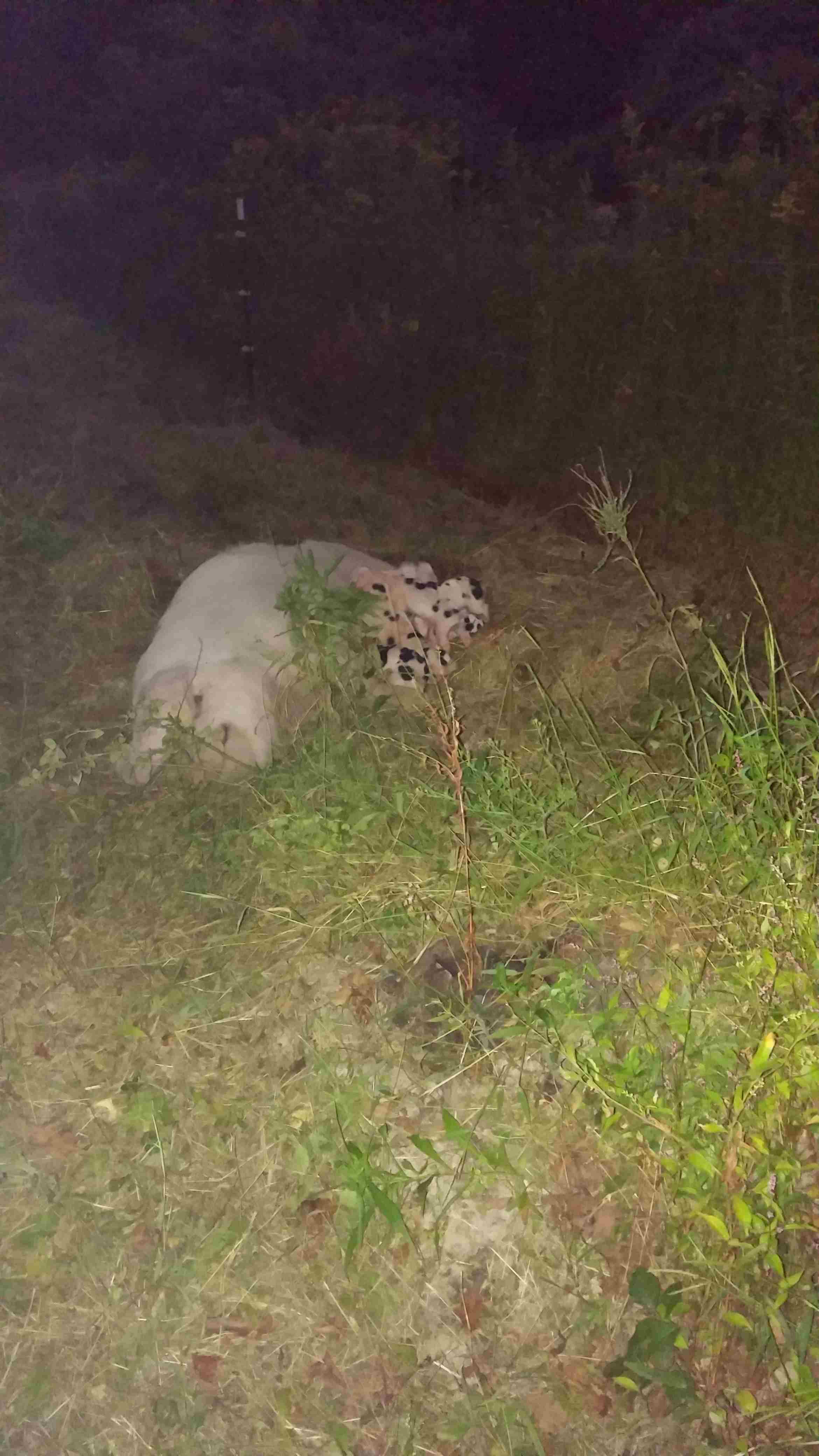 Outside farrowing, even when there is a hut available