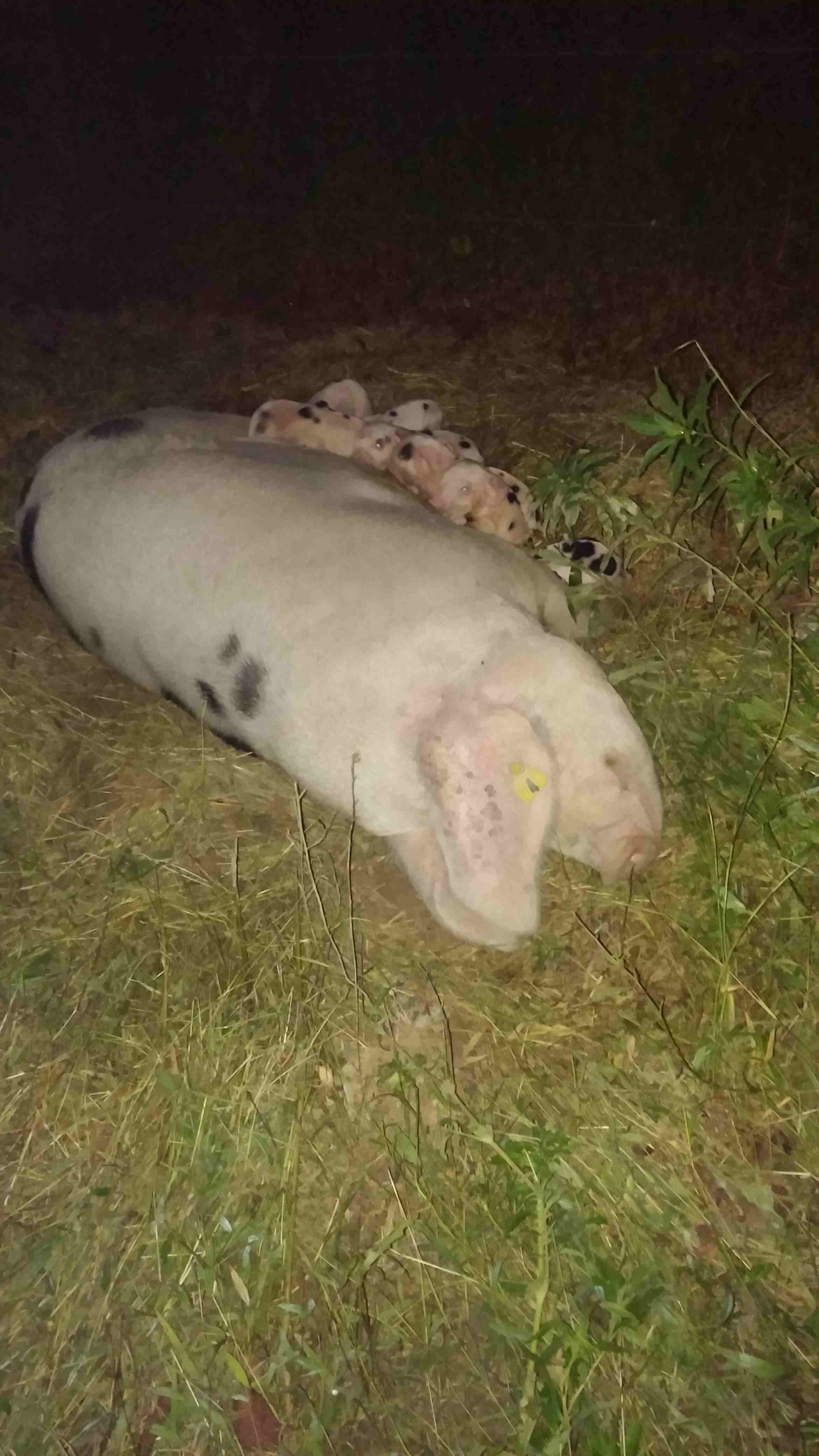 Outside farrowing, even when there is a hut available