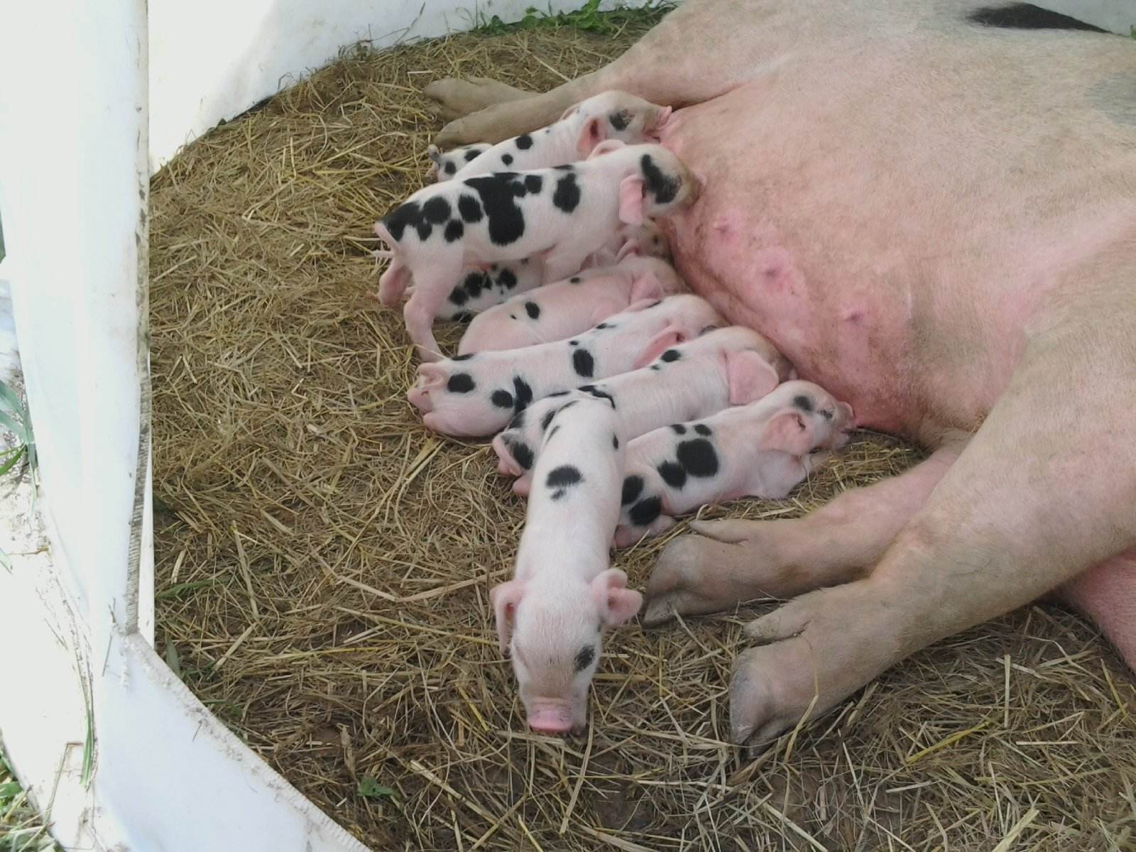 Great litter, healthy and vigorous Great litter, healthy and vigorous