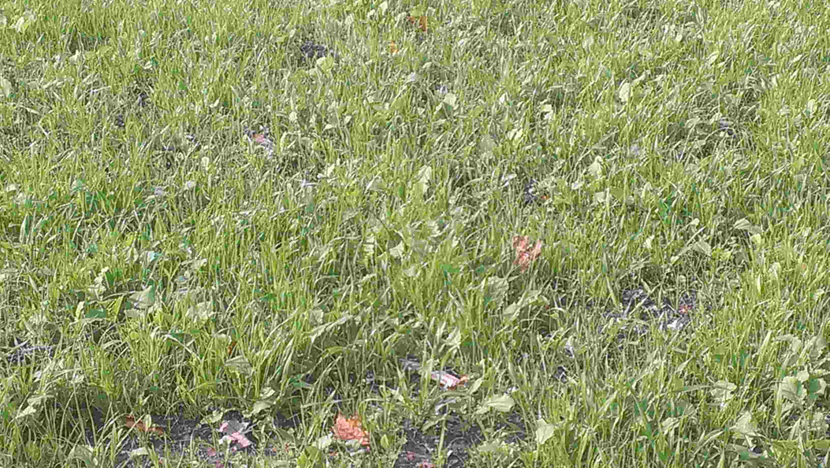 Fall cover/forage crop 3 weeks after planting Fall cover/forage crop 3 weeks after planting