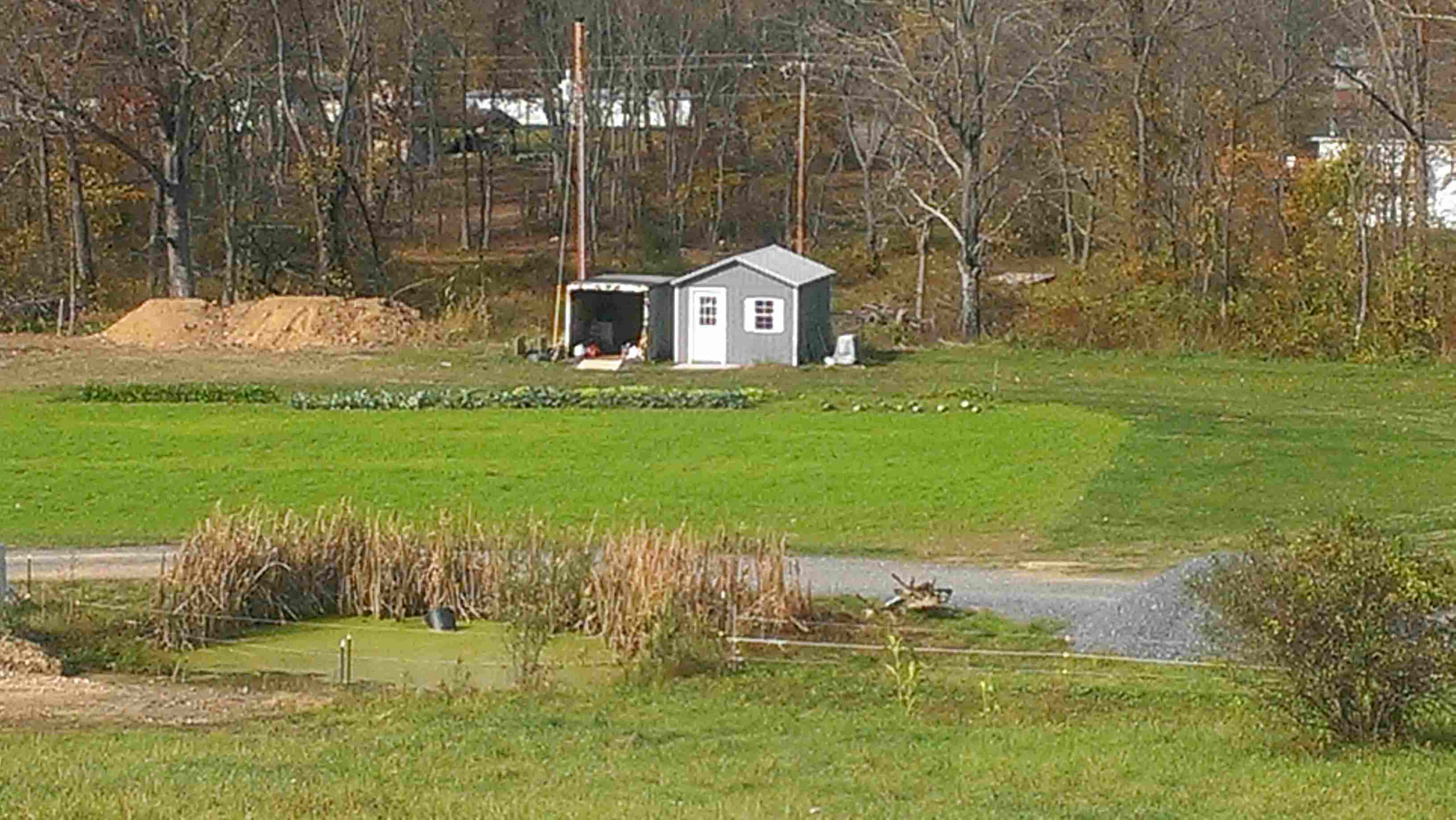 Fall cover/forage crop