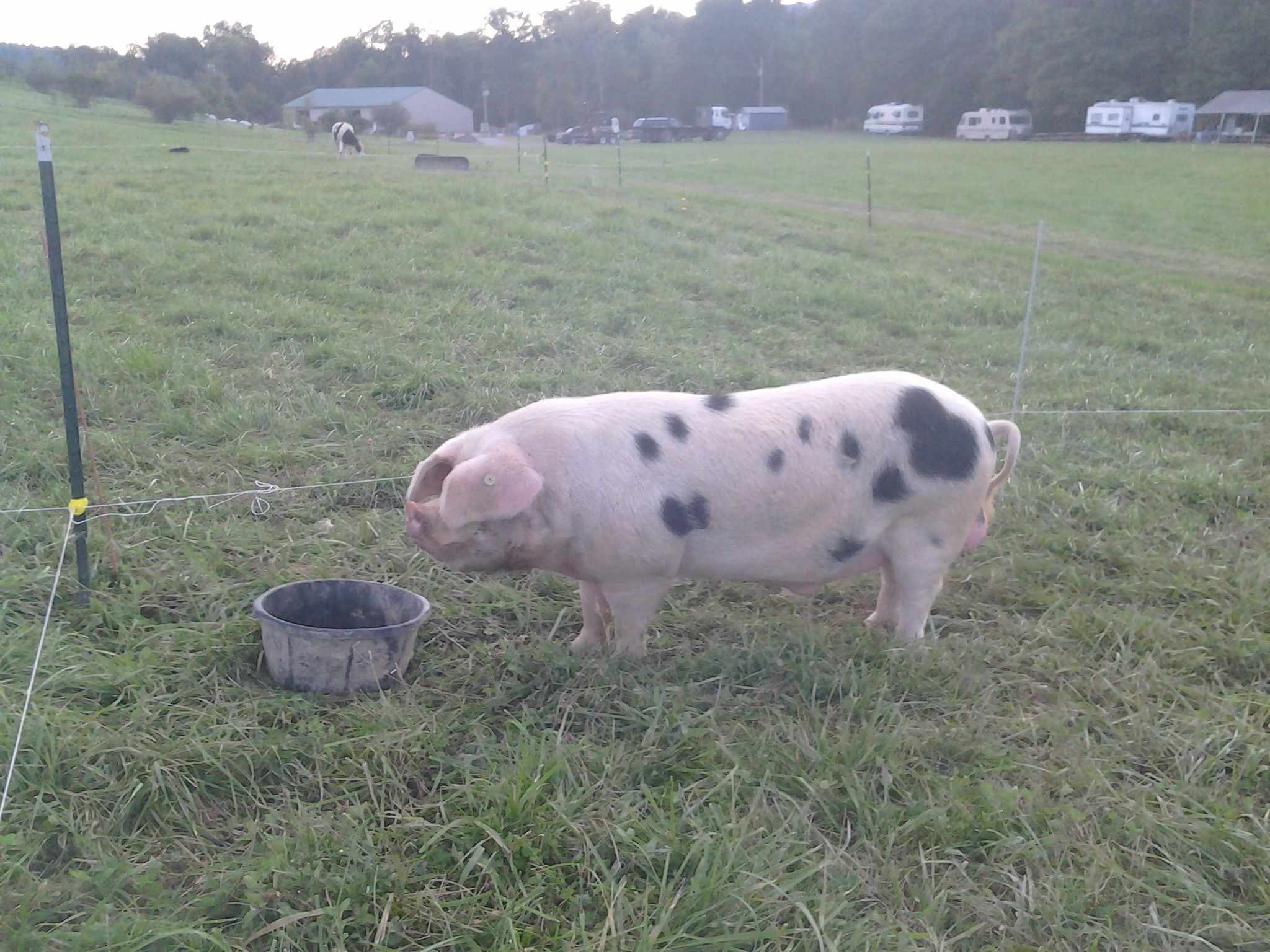 Green Boar Green Boar