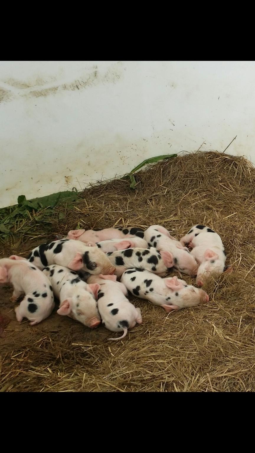 Just a great litter. Just a great litter.