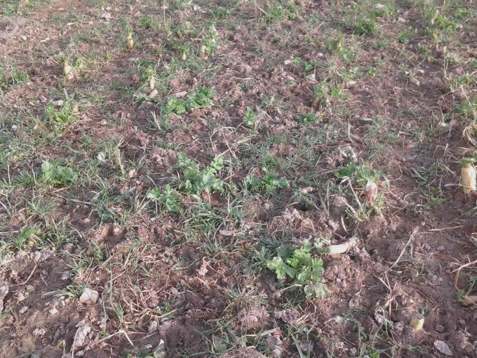 Close view of post foraging by cows.