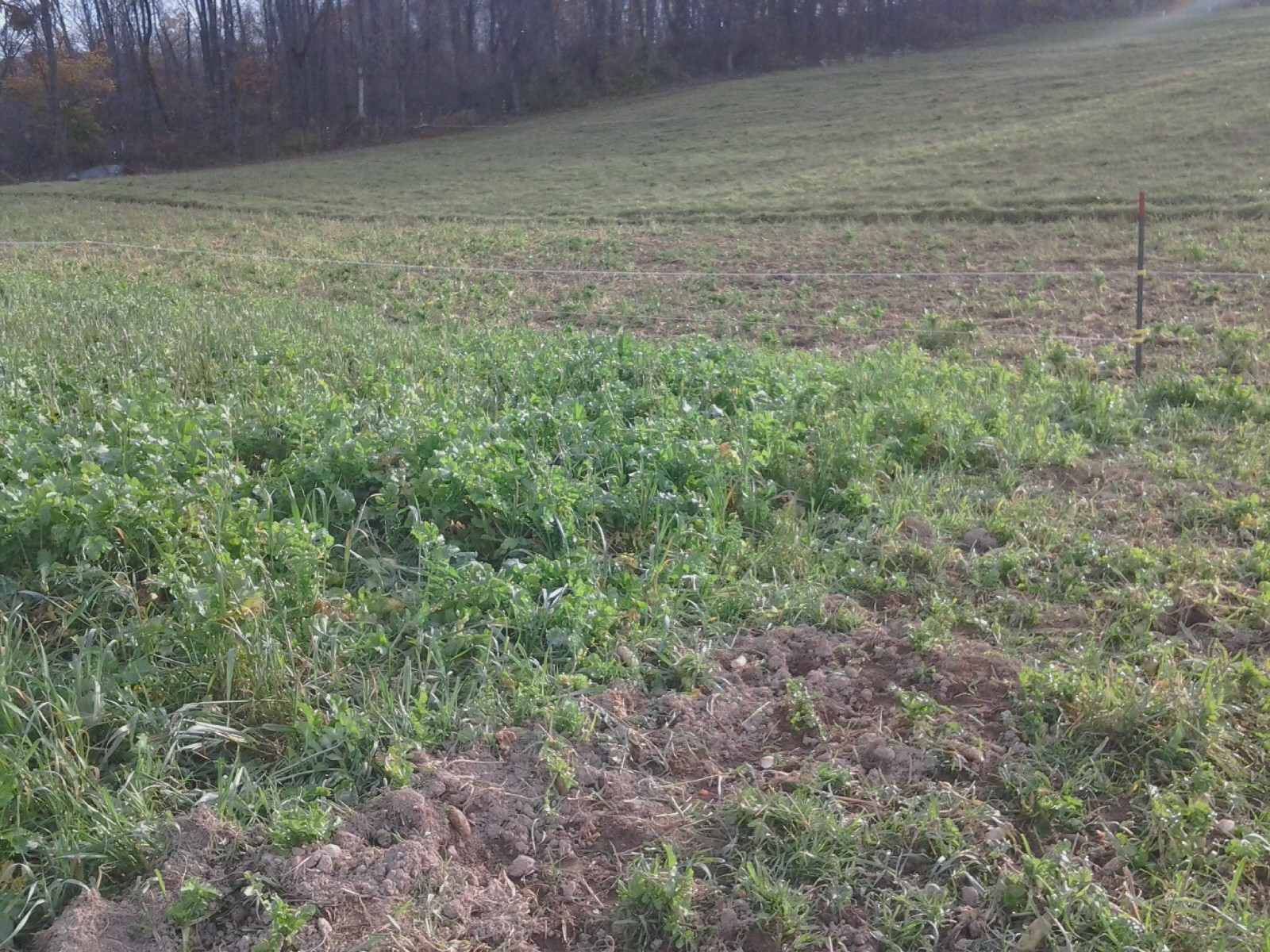 Took the fence down to allow pigs into the next paddock Took the fence down to allow pigs into the next paddock