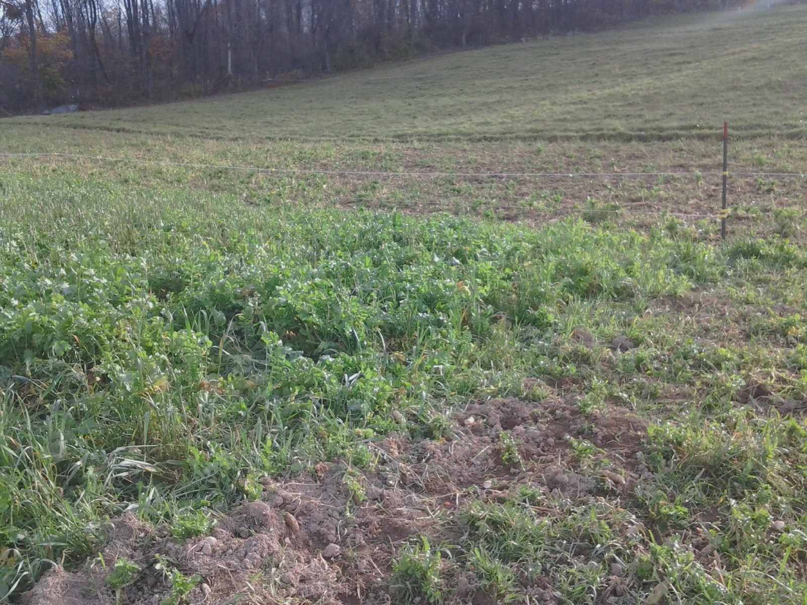 Took the fence down to allow pigs into the next paddock